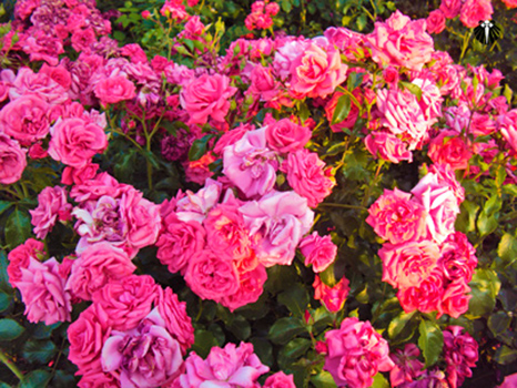 Flores de Berlim. Thumb