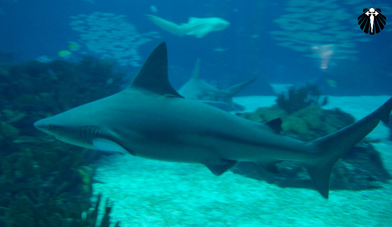 Oceanário de Lisboa